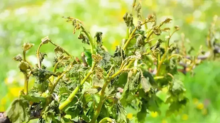 İç Anadolu’da Zirai Don Uyarısı: Don Olayı Artabilir