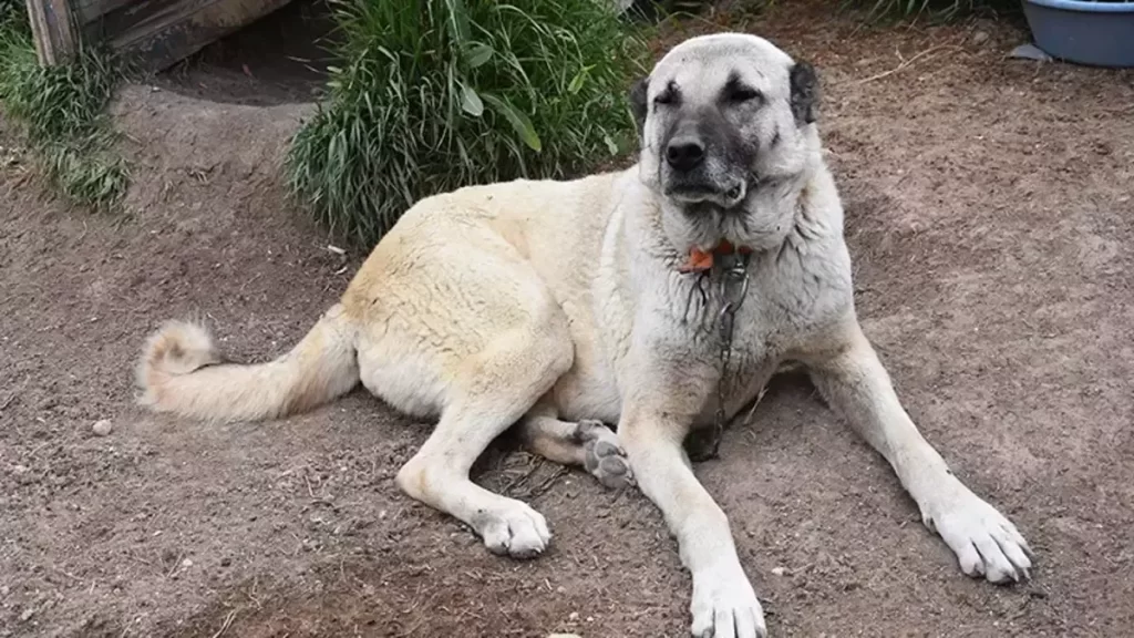 Kangal’da Doğal Dostluk Fotoğraf Yarışması Başladı