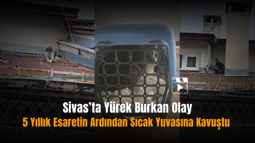 Kedinin Çatı Zamanı: Hayvan Hakları İçin Sahiplendirme Hareketi