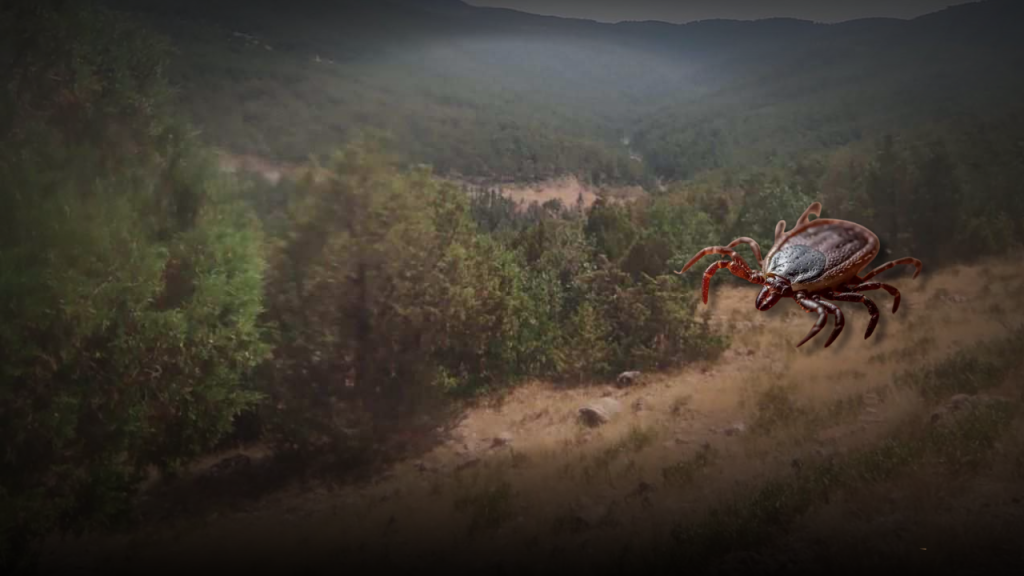 Kırsalda Kene Uyarısı: Yaz Aylarında Tedbirler Artırılmalı
