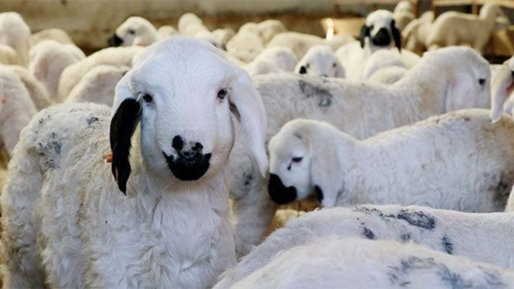 Kırsalda üretime 12 ay destek: yem ve bakım desteği başladı