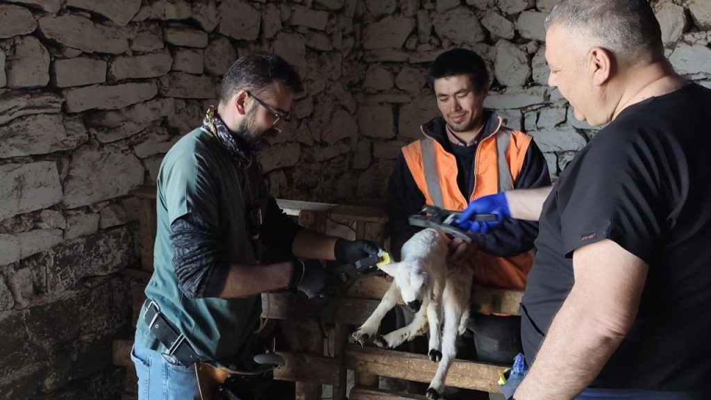 Küçükbaş Hayvanlarda Aşılama ve Kayıt Çalışmaları Artık Daha Sistemli