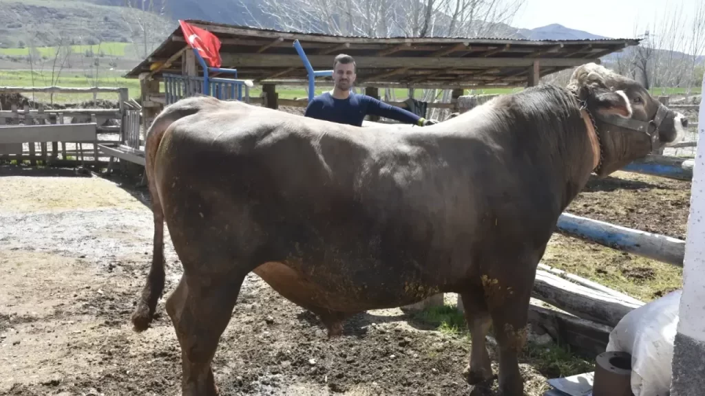 Kumru’da Poyraz adlı boğa, kurbanlık pazarında göz doldurdu