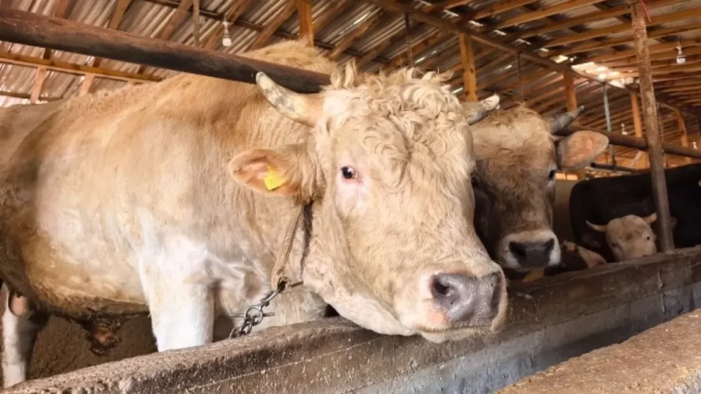 Kurban Bayramı öncesi büyükbaş satışlarında Paşa adlı boğa ilgi görüyor