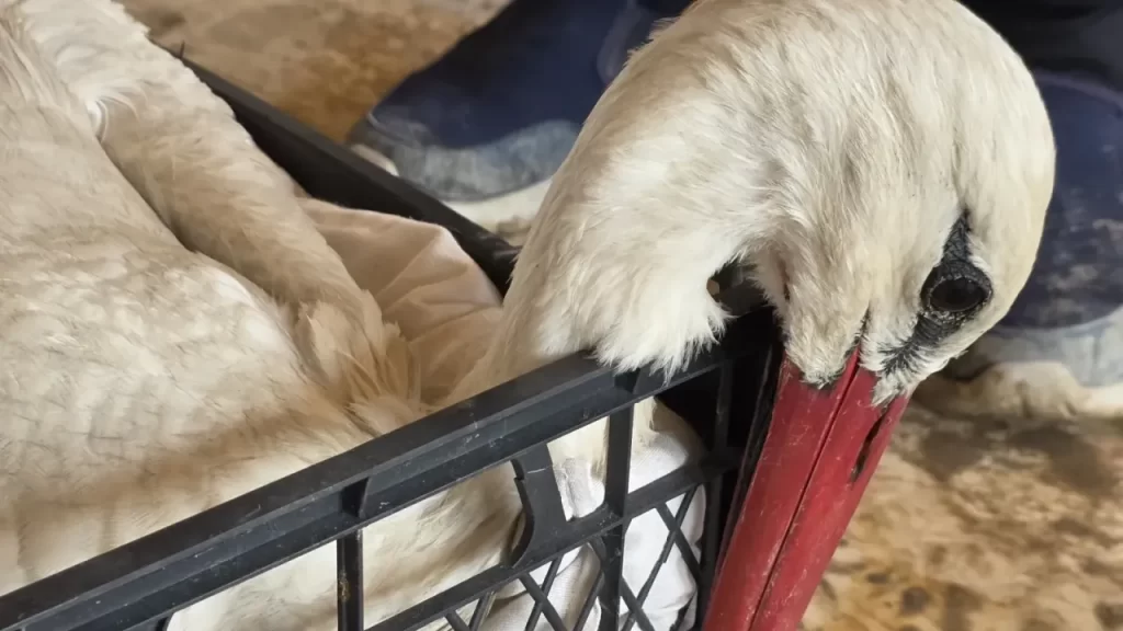 Leylekler için tehlike: Göç yolunda avcı saldırıları sürüyor