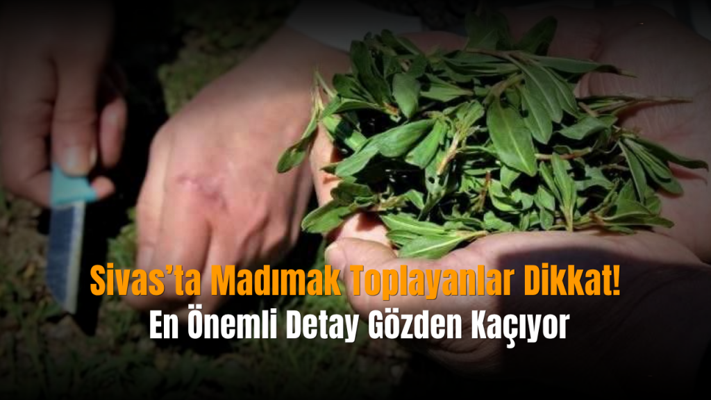 Madımak Toplayıcıları ve Kene Uyarısı: Bahar Geldi, Tehlikeler De Devam Ediyor