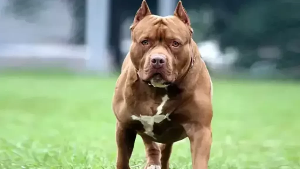 Pitbull saldırısı: İddiaya göre köpeğin sahibi tutuklandı