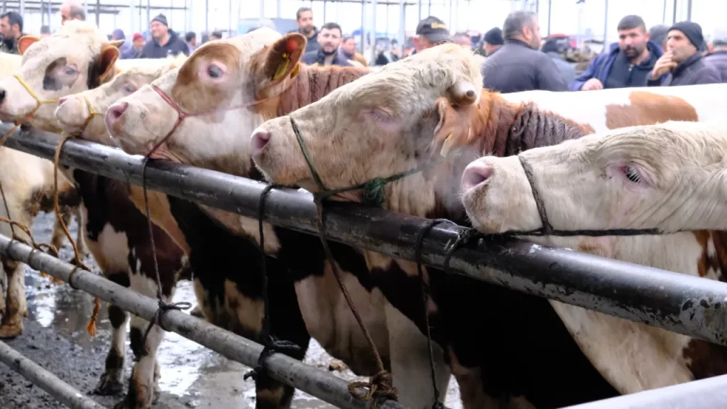 Şarkışla Canlı Hayvan Pazarı hareketli: Kurban öncesi yoğunluk artıyor