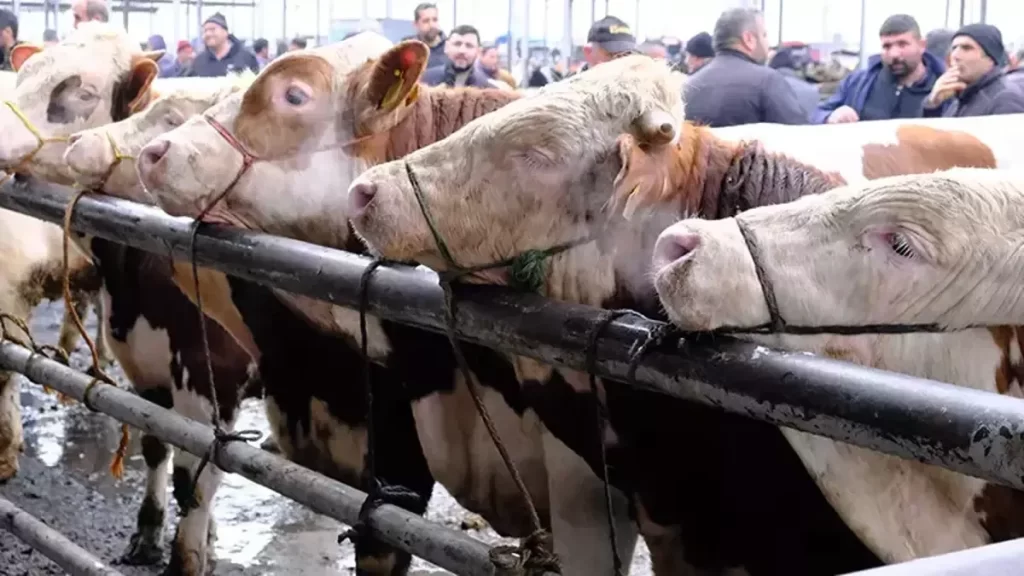 Sivas’ta Hayvan Taşıyıcıları İçin Sertifika Eğitimi Başlıyor