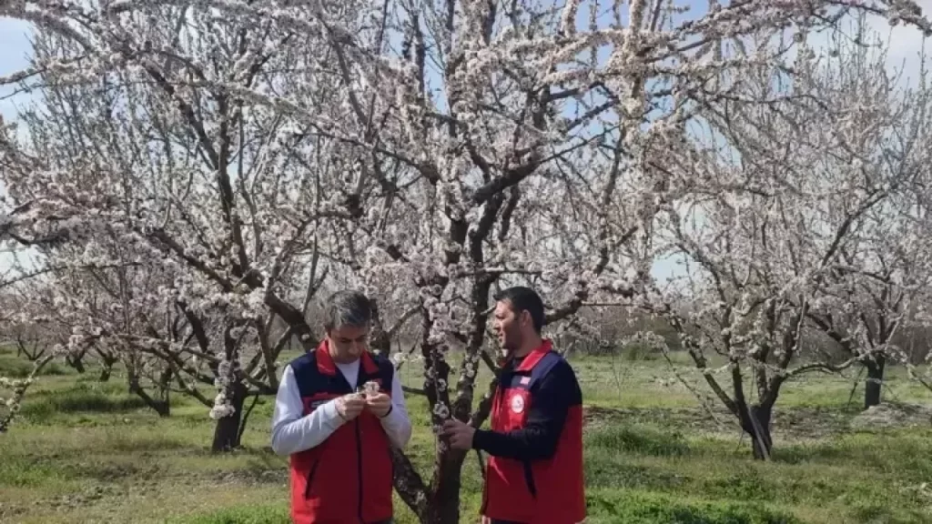 Sivas’ta zirai don uyarısı: 20 Nisan gecesinden itibaren zarar ihtimali