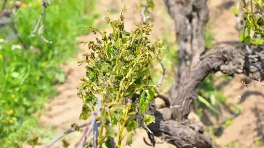 Sivas’ta zirai don uyarısı: Salı gecesinden itibaren risk artıyor