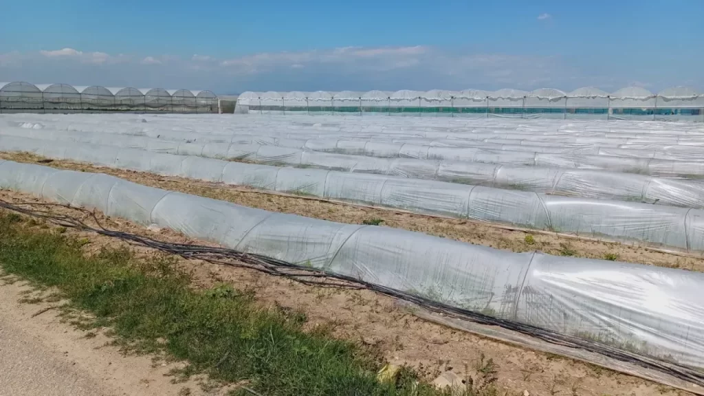 Tarım Bakanlığı: Üretici Tarlada Satışını Yaptı, Karpuz Fidesi Ekti