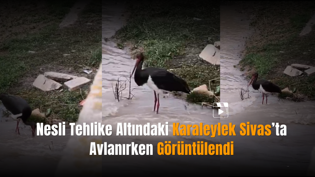 Türkiye’de nadir görülen kara leylek Sivas’tan Kızılırmak’a ulaştı