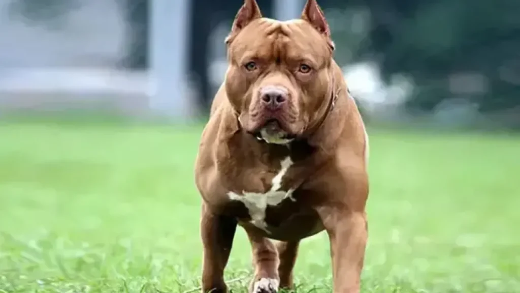 Ankara’da Pitbull nedeniyle mahallede korku ve dava süreci