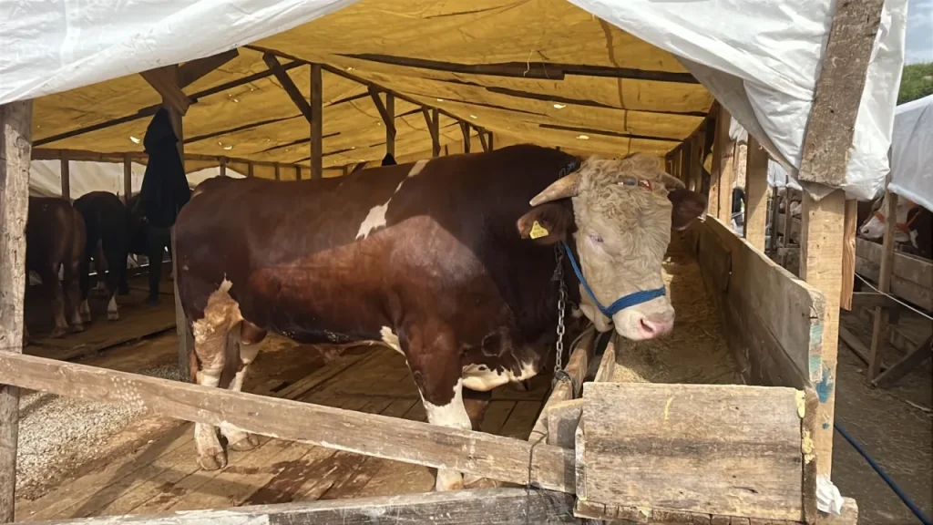 Gebze’de Kurban Pazarı: Ünlü Boğa ve Siyasi Ziyaret