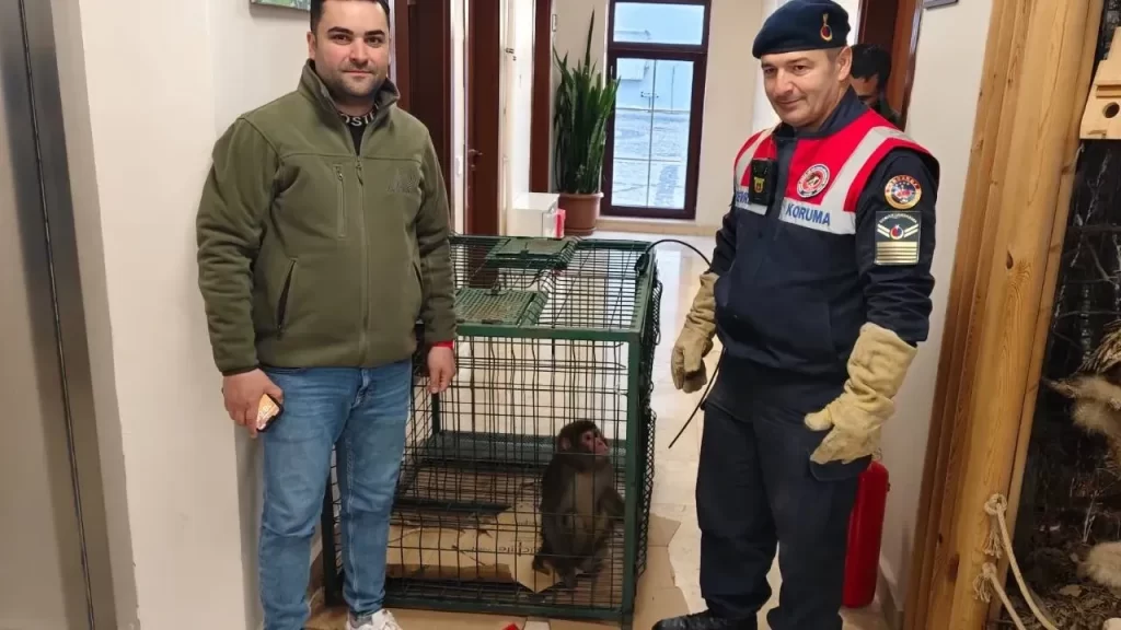 Jandarmaya Haber Verilen Maymun Türkiye’de Yasadışı Beslenme Şüphesiyle Koruma Altında