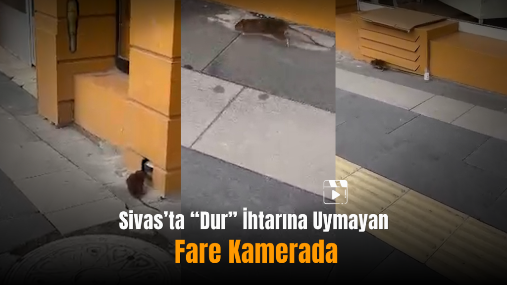 Kaldırımdaki Fare Panik Anında Esnafı Harekete Geçirdi