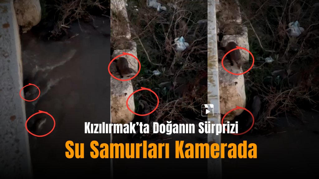 Kızılırmak’ta Nesli Tehlike Altında Olan Su Samurları Görüntülendi