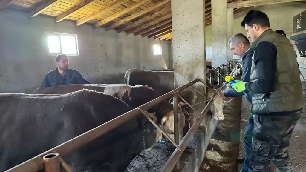 Kurbanlık Denetimlerle Sağlıklı Ve Güvenli Güvenli Seferler