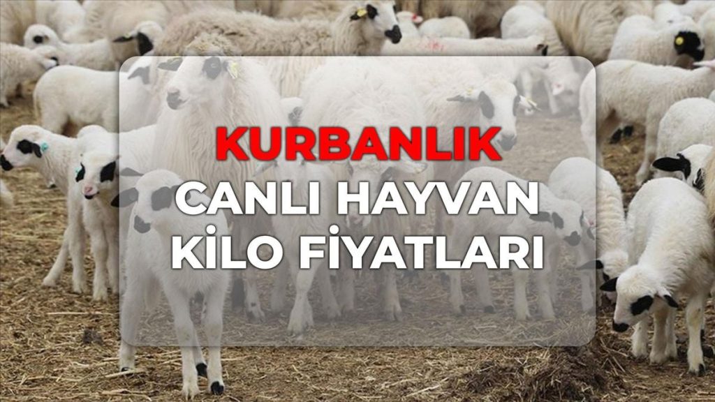 Kurbanlık Fiyatlar ve Uyarılar: Şehir Şehir Güncel Kilogram Fiyatları