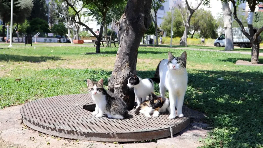 Mazgaldaki yavru kedi için parkta sahiplendirme çağrısı