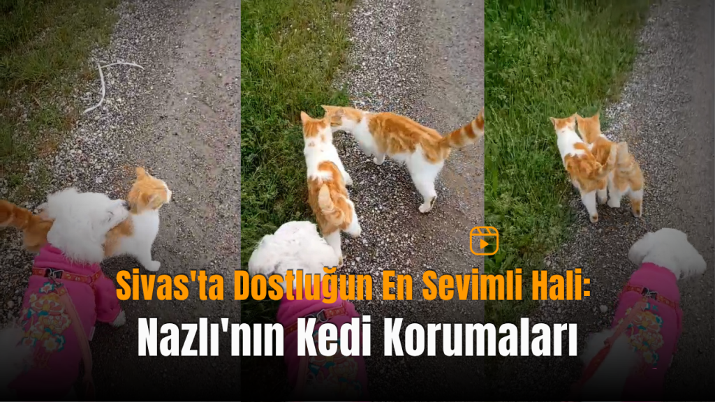 Nazlı ve İki Kedinin Sıra dışı Dostluğu Kamerada