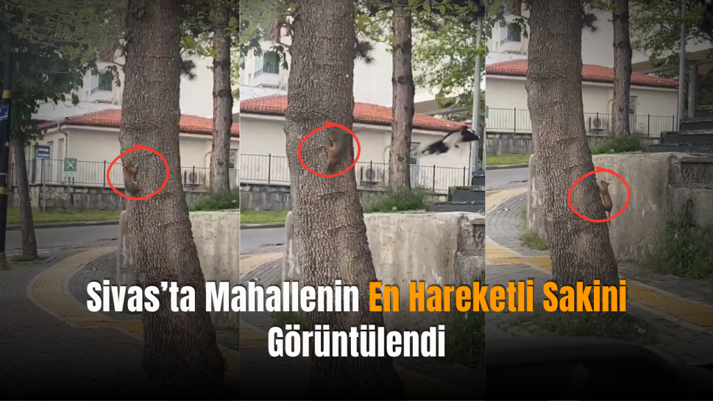 Sincaplı Sürpriz: Şehrin Ortasında Akrobatik Misafir Görüntülendi