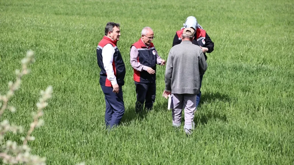 Sivas’ta Hububat Alanlarında Sarı Pas ve Septorya Riskine Dikkat