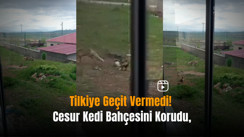 Tilkiyle Kedinin Büyüleyici Karşılaşması İstanbul’daki Bahçede