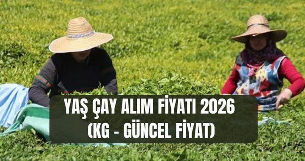 Yaş Çay Alım Fiyatı 2026 Beklemede: Resmi Açıklama Ancak Sonraki Aşamada