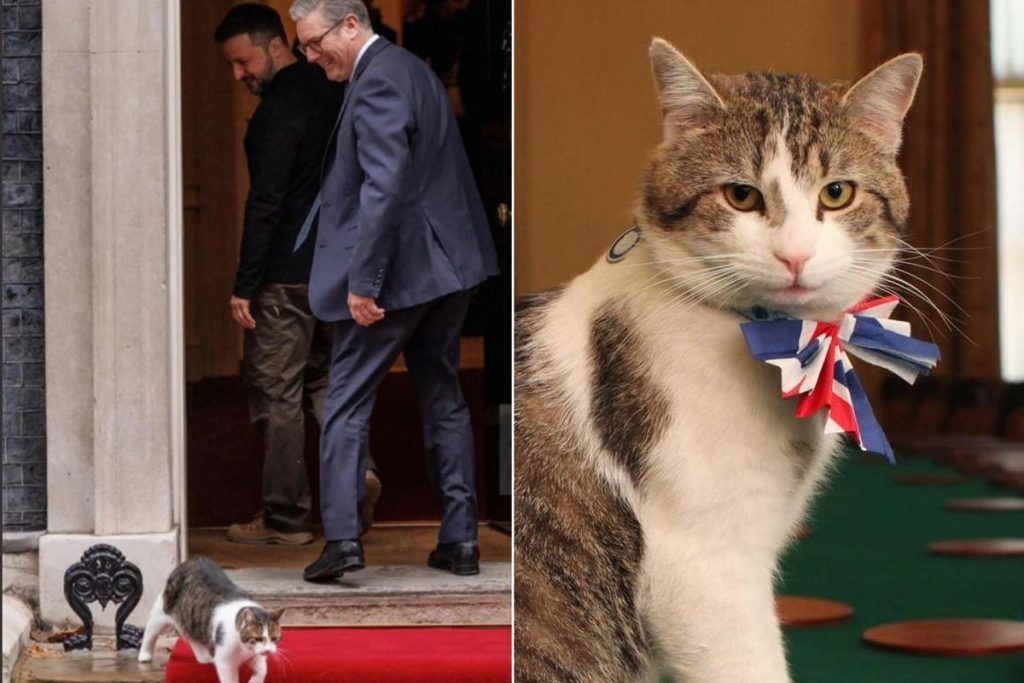 Downing Street’in Kürkse Peti: Larry, 10 Başbakanı Gören Kedi
