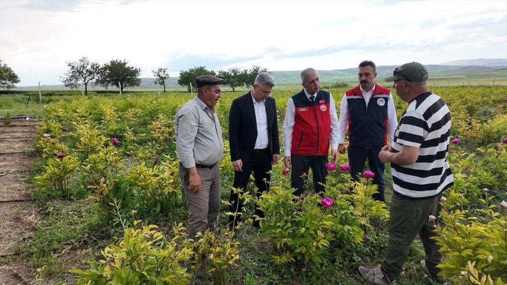 Gemerek’te Şakayık Hasadı Başladı, Tarımsal Faaliyetler Devam Ediyor