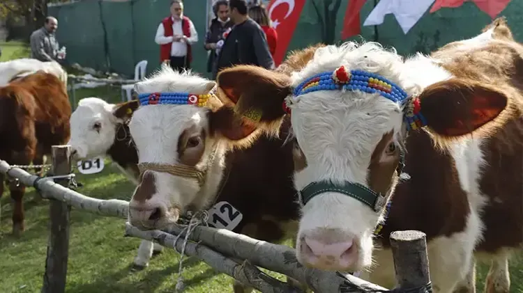 Hayvancılık Desteklemeleri Başvuru Süresi 15 Haziran’da Sona Eriyor