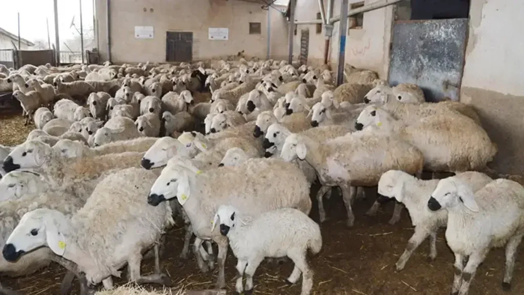 Kadın Yetiştiricilere Yönelik Puanlama Sistemi ve Dağıtım Prensipleri