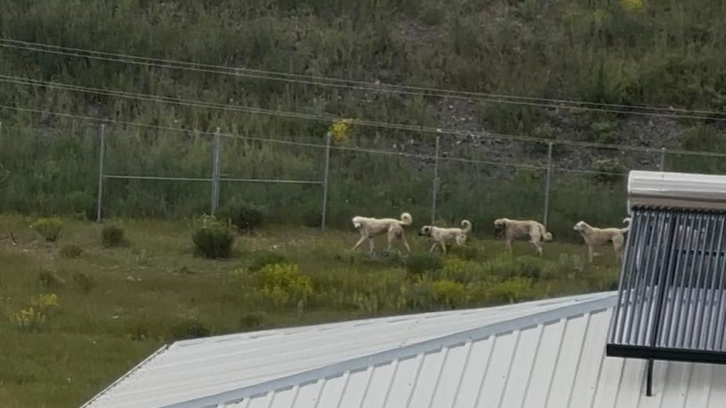 Köpek Sürüsü Panik Yarattı: Bölge Halkı Yetkililerden Önlem İstedi