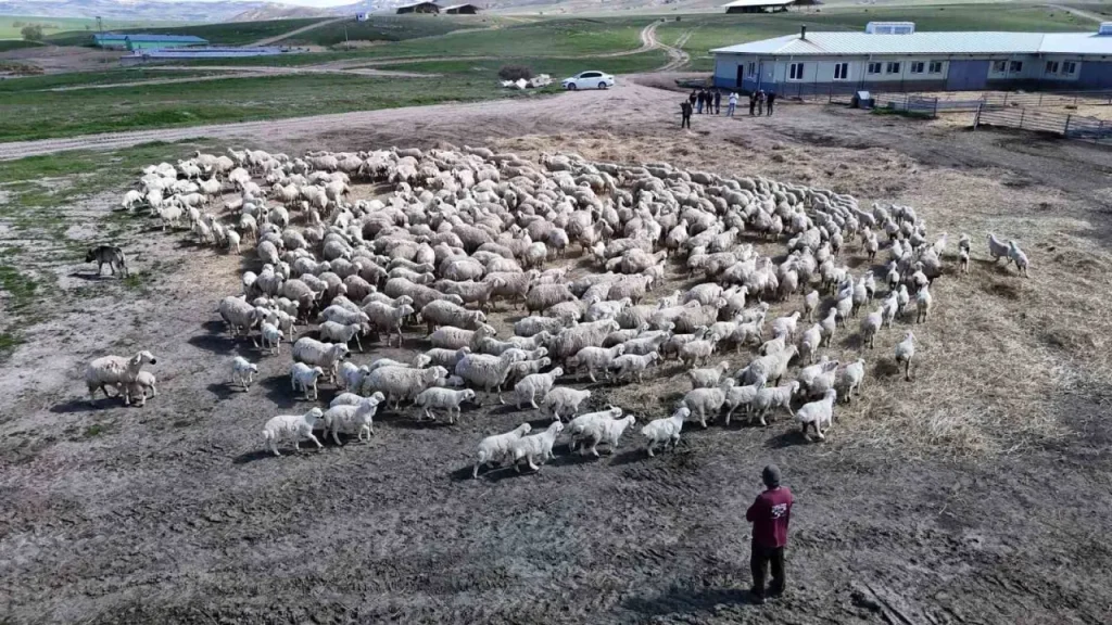 Küçükbaş Çoban Sıkıntısına Çözüm İçin İlk Adımlar Atıldı