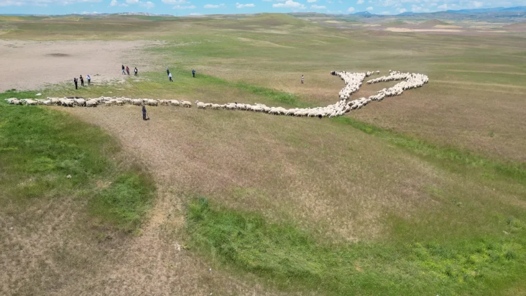 Yayla Zorluğu ve Çobanların Geçim Mücadelesi