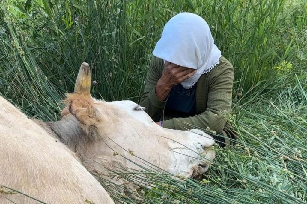 Aileye Yardım Eli: İnek ve Buzağı Müjdesiyle Yeniden Umut