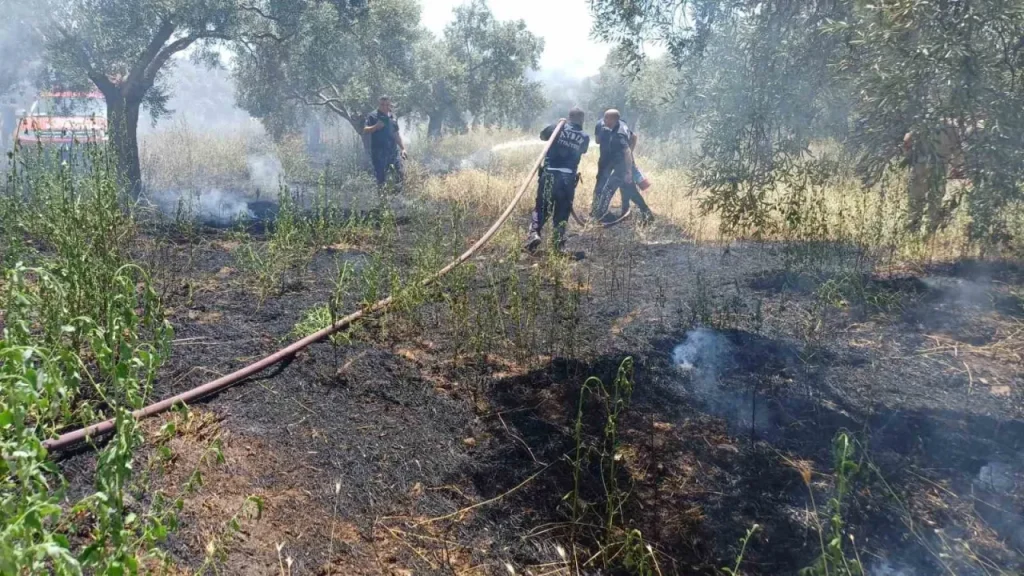 Alevler Zeytinlikte başladı, ekipler hızla müdahale etti