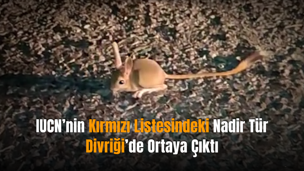Arap tavşanı Divriği’de görüntülendi