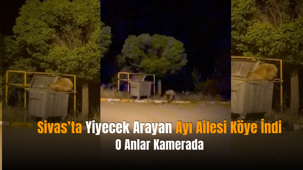 Ayılar Köye İndi: Pusat’ta Yiyecek Arayışı Geceyi Şenlendirdi