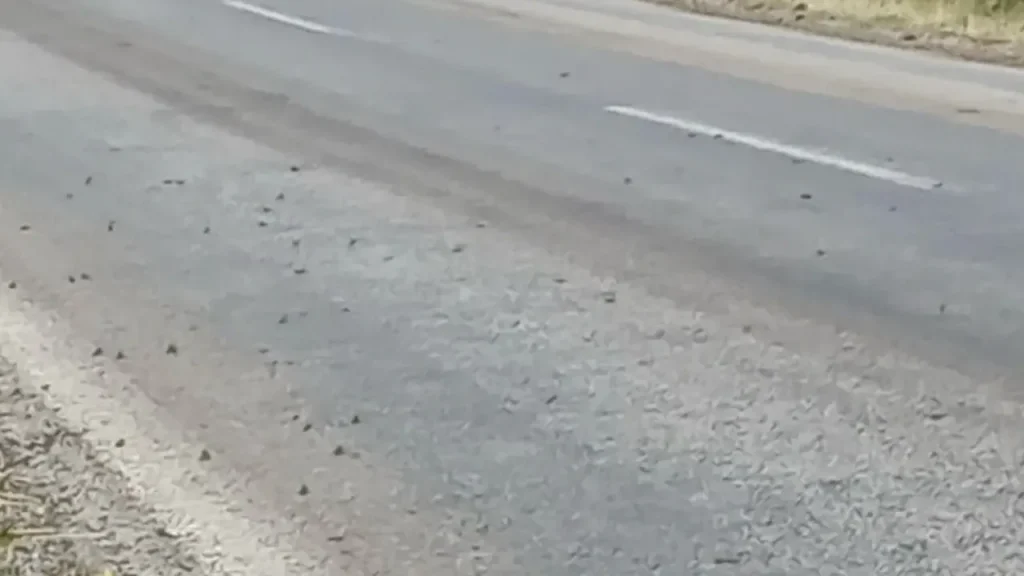 Binlerce kurbağa yol üzerinde geçiş mücadelesiyle dikkat çekti