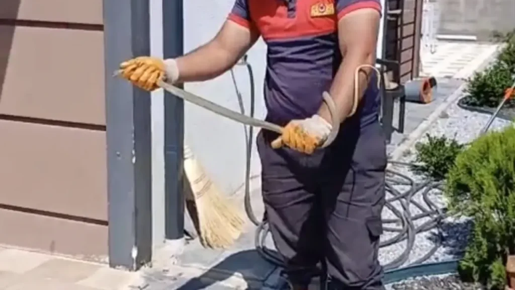 Bozyörük yılanı güvenli doğal ortama salındı