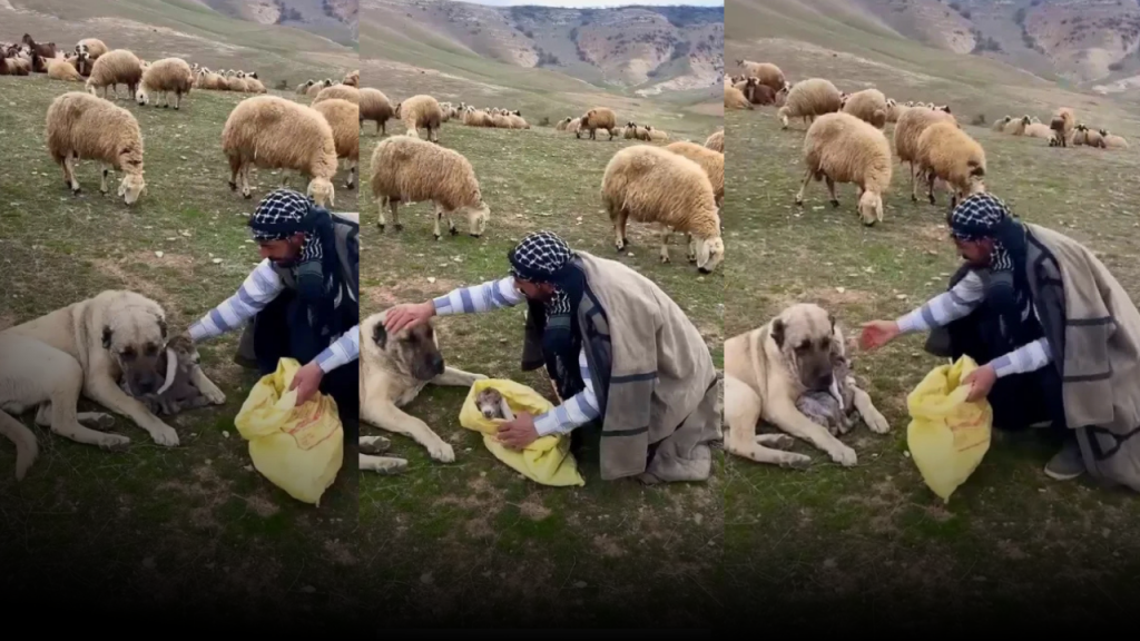 Kangal Köpekleri: Sürü Koruma ve Şefkat Özellikleriyle Göze Çarpıyor