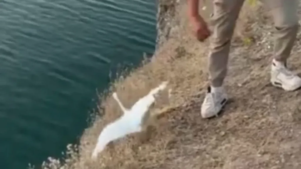 Keban Barajı’nda balık oltası martıya dönüştü