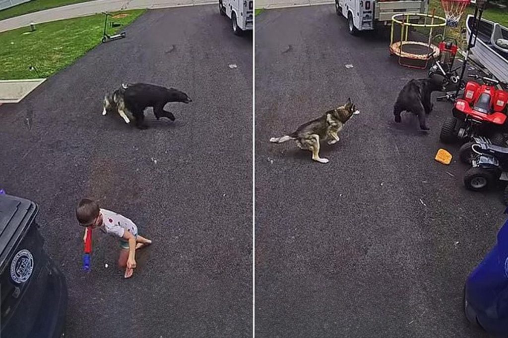 Köpeğin kahramanlığıyla ayıyı uzaklaştıran aile köpeği ödüllendirildi