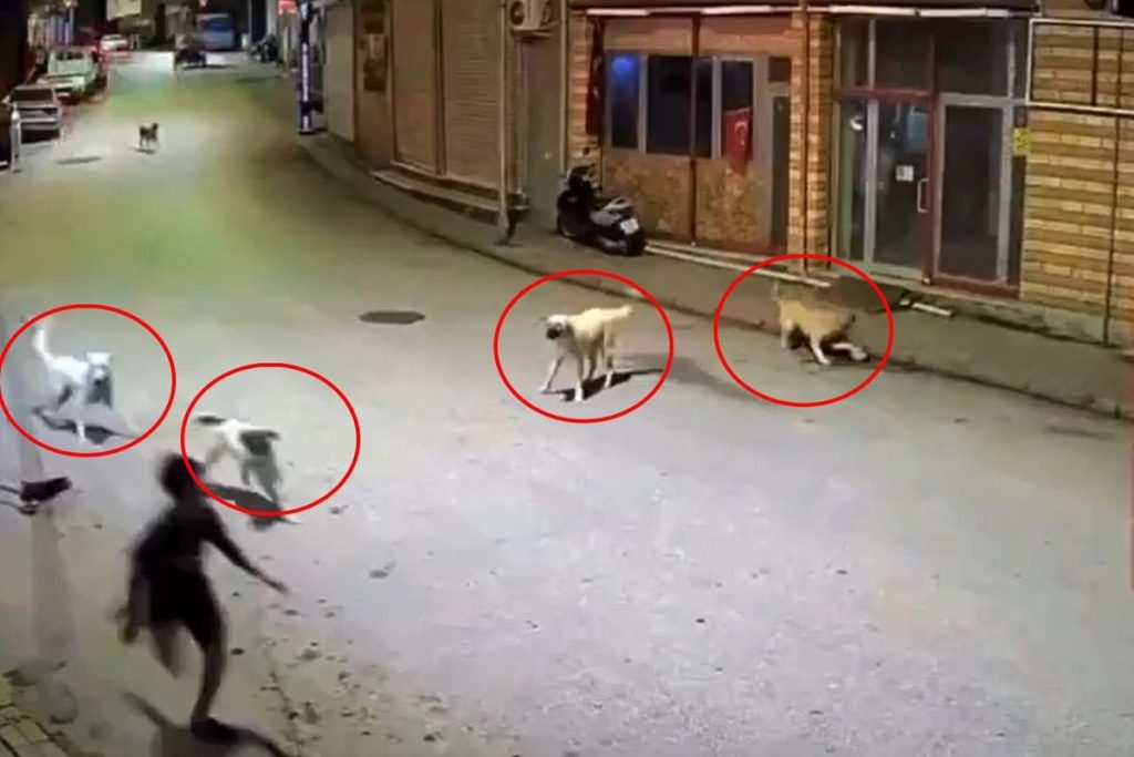 Ordu’da Sokak Köpeği Saldırısında Esnaf Müdahalesi Önemli Rol Oynadı
