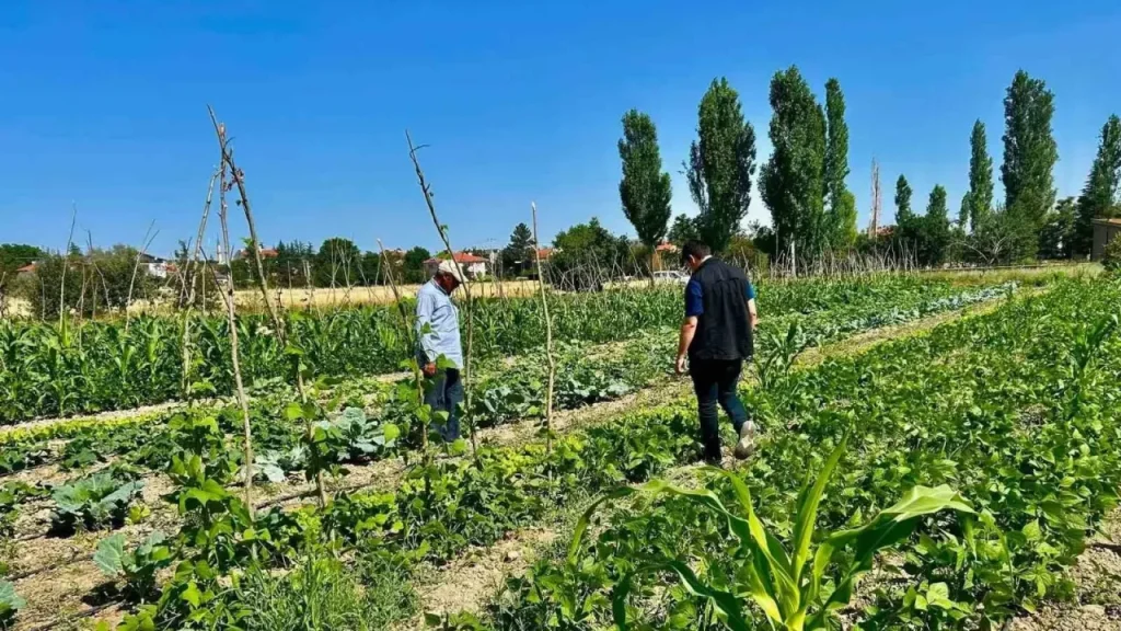 Sebze Alanlarında Hastalık ve Zararlı Değerlendirmesi Yapıldı