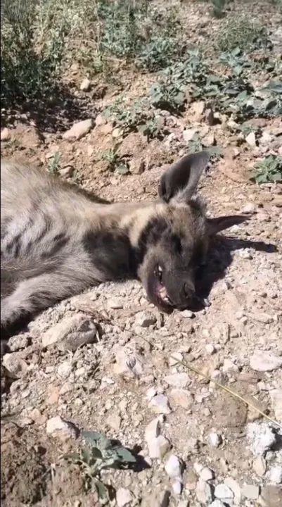 Sırtlanın Ölümüyle İlgili İnceleme Başlatıldı