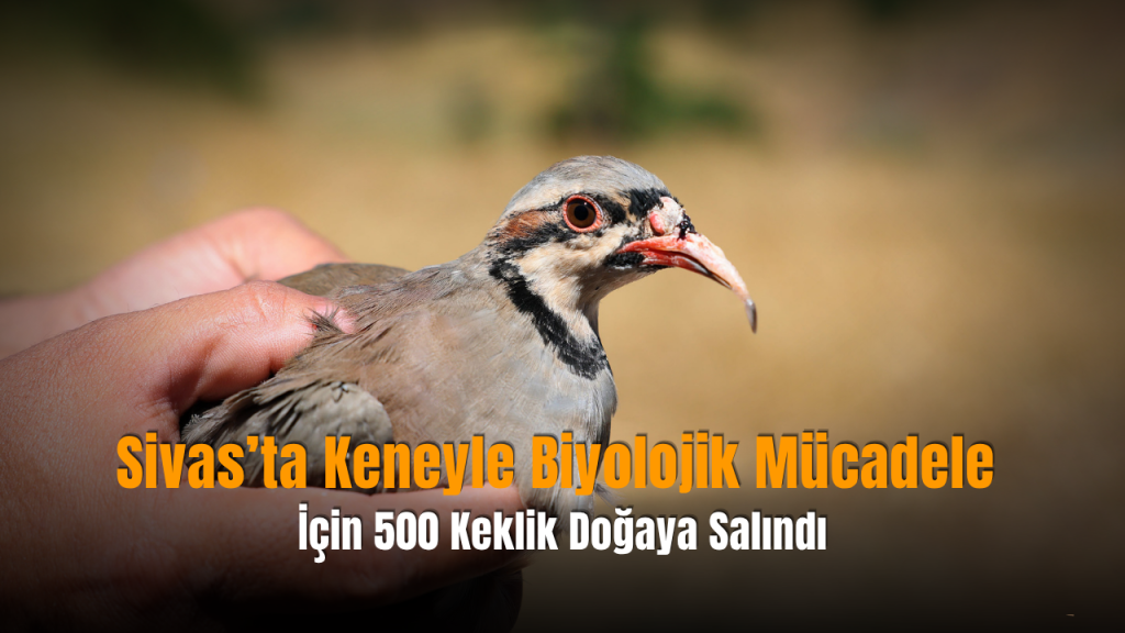 Sivas’ta Keklik Salımı: 500 Birey Doğaya Bırakıldı